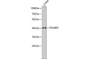 Western blot analysis of extracts of Jurkat cells, using POU4F3 antibody  at 1:1000 dilution. (POU4F3 抗体  (AA 1-180))