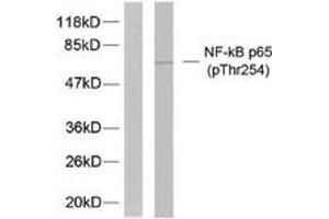 Western blot analysis of extracts from 293 cells treated with TNF-alpha, using NF-kappaB p65 (Phospho-Thr254) Antibody. (NF-kB p65 抗体  (pThr254))