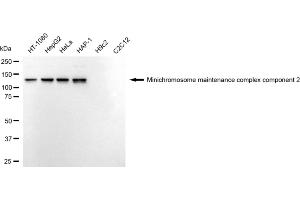 Western blotting analysis using Minichromosome maintenance complex component 2 antibody (ABIN7799415).