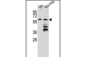 PREF12 Antibody (Center) (ABIN656063 and ABIN2845415) western blot analysis in 293,NCI- cell line lysates (35 μg/lane). (PRAMEF12 抗体  (AA 107-135))