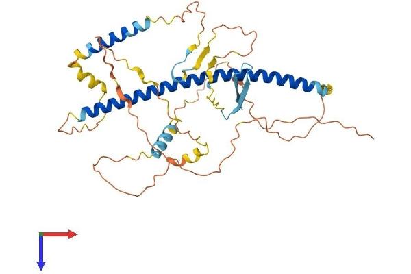 Multicilin Protein (AA 1-379) (His tag)