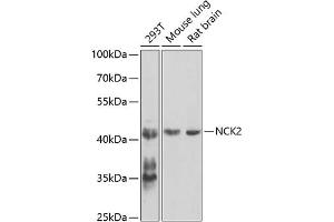 Western blot analysis of extracts of various cell lines, using NCK2 antibody (ABIN6128332, ABIN6144407, ABIN6144408 and ABIN6223694) at 1:1000 dilution. (NCK2 抗体  (AA 1-380))