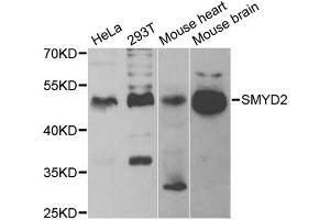 Western blot analysis of extracts of various cell lines, using SMYD2 antibody (ABIN5973871) at 1/1000 dilution. (SMYD2A 抗体)