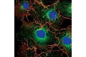 Confocal immunofluorescence analysis of COS cells using LPP mouse mAb (green). (LPP 抗体)