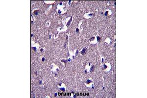 GRID1 Antibody (C-term) (ABIN657574 and ABIN2846579) immunohistochemistry analysis in formalin fixed and paraffin embedded human brain tissue followed by peroxidase conjugation of the secondary antibody and DAB staining. (GRID1 抗体  (C-Term))