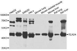 Western blot analysis of extracts of various cell lines, using TEAD4 antibody. (TEAD4 抗体  (AA 110-250))