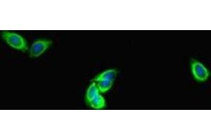 Immunofluorescent analysis of HepG2 cells using ABIN7150861 at dilution of 1:100 and Alexa Fluor 488-congugated AffiniPure Goat Anti-Rabbit IgG(H+L) (DNAH1 抗体  (AA 2225-2407))