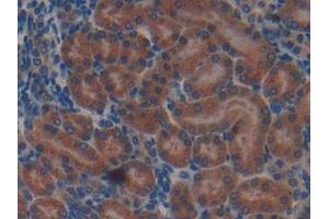 Detection of APC in Mouse Kidney Tissue using Polyclonal Antibody to Adenomatosis Polyposis Coli Protein (APC)