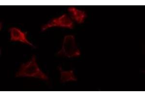 ABIN6275453 staining HuvEc cells by IF/ICC. (IQGAP3 抗体  (N-Term))