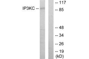 Western Blotting (WB) image for anti-Inositol-Trisphosphate 3-Kinase C (ITPKC) (Internal Region) antibody (ABIN1849902) (ITPKC 抗体  (Internal Region))