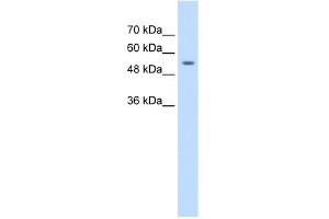 WB Suggested Anti-ZNF498 Antibody Titration:  1. (Zinc Finger and SCAN Domain Containing 25 (ZSCAN25) (Middle Region) 抗体)