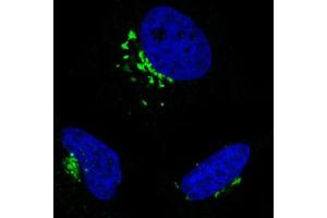Immunofluorescent staining of HeLa cells with GORASP2 monoclonal antibody, clone CL2610  (Green) shows specific the Golgi apparatus. (GORASP2 抗体)