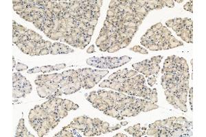 ABIN6260153 and ABIN6268872 at 1/100 staining Rat pancreatic tissue by IHC-P. (Aurora A 抗体  (C-Term))