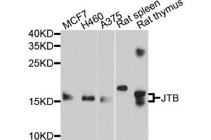 Western blot analysis of extracts of various cell lines, using JTB antibody. (JTB 抗体)
