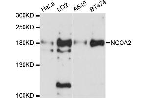 Western blot analysis of extracts of various cell lines, using NCOA2 antibody. (NCOA2 抗体)