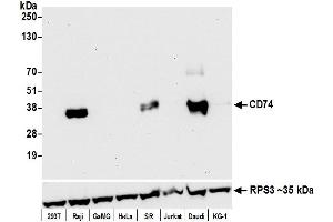 Western Blotting (WB) image for anti-HLA-DR-gamma (CD74) antibody (ABIN7449435) (CD74 抗体)