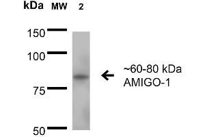 Western Blot analysis of Rat Brain Membrane showing detection of 60-80 kDa AMIGO-1 protein using Mouse Anti-AMIGO-1 Monoclonal Antibody, Clone S86-36 . (AMIGO1 抗体  (AA 554-574) (FITC))