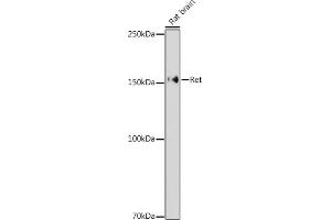 Western blot analysis of extracts of Rat brain, using Ret antibody (ABIN6130657, ABIN6146873, ABIN6146874 and ABIN6213585) at 1:1000 dilution. (Ret Proto-Oncogene 抗体  (AA 29-300))