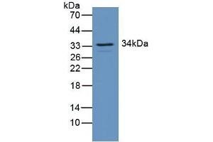 Detection of RGS4 in Mouse Brain Tissue using Polyclonal Antibody to Regulator Of G Protein Signaling 4 (RGS4) (RGS4 抗体  (AA 38-205))