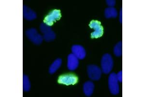 Immunofluorescence (IF) image for anti-Histone H3 (H3) (pSer10) antibody (ABIN7449558) (Histone 3 抗体  (pSer10))