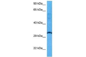 Host:  Mouse  Target Name:  USF1  Sample Tissue:  Mouse Heart  Antibody Dilution:  1ug/ml (USF1 抗体  (N-Term))