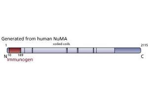 Image no. 3 for anti-Nuclear Mitotic Apparatus Protein 1 (NUMA1) (AA 10-189) antibody (ABIN968039) (NUMA1 抗体  (AA 10-189))