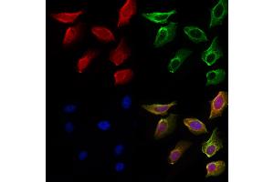 ABIN6259473 and ABIN6275568 staining Hela cells by IF/ICC. (SH3RF3 抗体  (C-Term))
