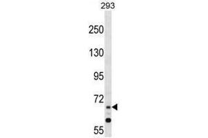 ZNF214 Antibody (N-term) western blot analysis in 293 cell line lysates (35 µg/lane). (ZNF214 抗体  (N-Term))