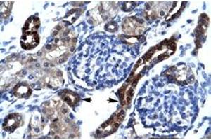 Immunohistochemical staining (Formalin-fixed paraffin-embedded sections) of human kidney with SFRS17A polyclonal antibody  at 4-8 ug/mL working concentration. (SFRS17A 抗体  (N-Term))