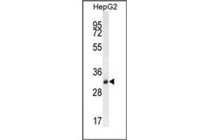 Western blot analysis of OR4K5 Antibody (C-term) in HepG2 cell line lysates (35ug/lane). (OR4K5 抗体  (C-Term))