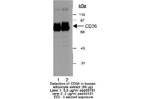Image no. 1 for anti-CD36 (CD36) (AA 300-400) antibody (ABIN363470) (CD36 抗体  (AA 300-400))
