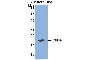 Western Blotting (WB) image for anti-Sema Domain, Immunoglobulin Domain (Ig), Short Basic Domain, Secreted, (Semaphorin) 3F (SEMA3F) (AA 350-483) antibody (ABIN1860521) (SEMA3F 抗体  (AA 350-483))