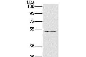 Western Blot analysis of HT-29 cell using HTR3C Polyclonal Antibody at dilution of 1:500 (HTR3C 抗体)