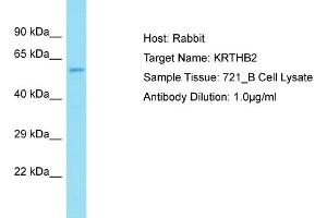 Host: Rabbit Target Name: KRT84 Sample Tissue: Human 721_B Whole Cell Antibody Dilution: 1ug/ml