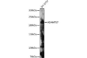 Western blot analysis of extracts of SH-SY5Y cells, using  antibody (ABIN7265441) at 1:1000 dilution. (ADAMTS7 抗体  (AA 1600-1686))