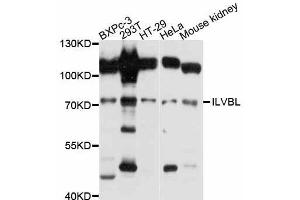 Western blot analysis of extracts of various cell lines, using ILVBL antibody (ABIN5997984) at 1:3000 dilution. (ILVBL 抗体)