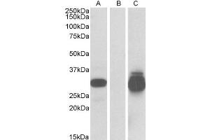 HEK293 lysate (10ug protein in RIPA buffer) overexpressing Human PPPDE1 with C-terminal MYC tag probed with ABIN2564677 (0. (PPPDE1 抗体  (Internal Region))