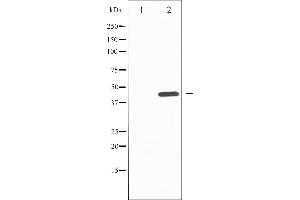 Western blot analysis of SAPK/JNK phosphorylation expression in nocodazole treated HepG2 whole cell lysates,The lane on the left is treated with the antigen-specific peptide. (SAPK, JNK (pTyr185) 抗体)
