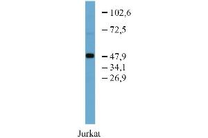Western blotting analysis of TFG in Jurkat cell lysate using anti-TFG (TFG-03) purified. (TFG 抗体)