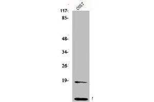Western Blot analysis of HepG2 cells using Neddylin Polyclonal Antibody (NEDD8 抗体  (N-Term))