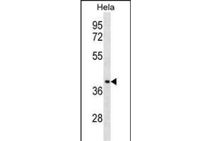 CCBP2 Antibody  (ABIN388746 and ABIN2838995) western blot analysis in Hela cell line lysates (35 μg/lane). (CCBP2 抗体  (C-Term))