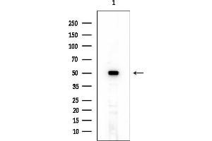 anti-Chaperonin Containing TCP1, Subunit 4 (Delta) (CCT4) (N-Term) antibody