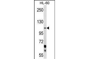 Western blot analysis in HL-60 cell line lysates (35ug/lane). (PCDHA10 抗体  (C-Term))