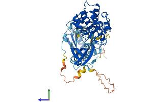 Protein Structure (PS) image for V-Akt Murine Thymoma Viral Oncogene Homolog 2 (AKT2) (AA 1-481) protein (His tag) (ABIN7563880)