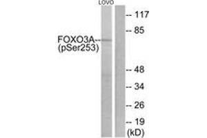 Western blot analysis of extracts from LOVO cells treated with serum 20% 30', using FKHRL1 (Phospho-Ser253) Antibody. (FOXO3 抗体  (pSer253))