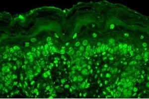 Immunohistochemistry analysis using Mouse Anti-Cav Beta2 Calcium Channel Monoclonal Antibody, Clone S8b-1 (ABIN863125). (CACNB2 抗体  (AA 189-205))