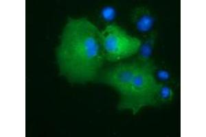 Anti-PRKD2 mouse monoclonal antibody (ABIN2453514) immunofluorescent staining of COS7 cells transiently transfected by pCMV6-ENTRY PRKD2 (RC215335). (PKD2 抗体)