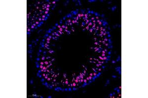 Immunofluorescence of paraffin embedded rat testis using RANBP3 (ABIN7075360) at dilution of 1:700 (260x lens) (RanBP3 抗体)