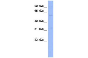 WB Suggested Anti-ZNF266 Antibody Titration:  0. (ZNF266 抗体  (Middle Region))