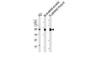 ENOB Antibody (Center) (ABIN1882078 and ABIN2839500) western blot analysis in RD cell line and mouse skeletal muscle,rat skeletal muscle lysates (35 μg/lane). (ENO3 抗体  (AA 237-264))